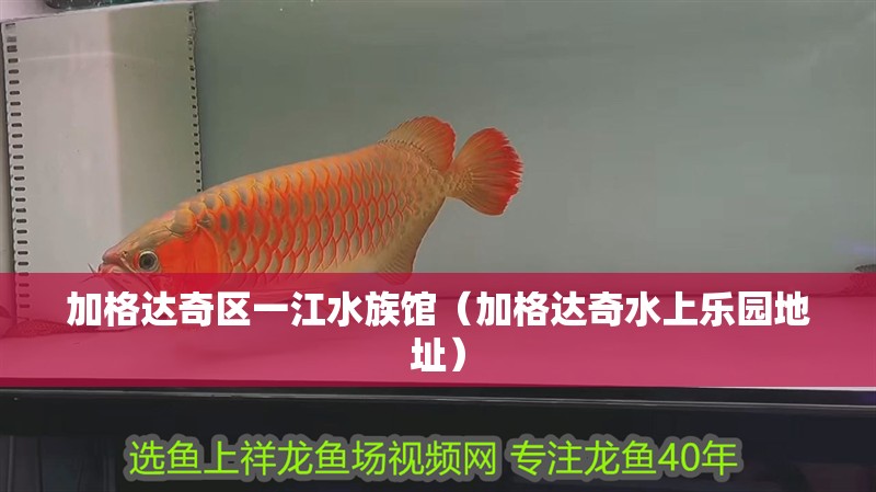 加格達奇區一江水族館（加格達奇水上樂園地址） 加格達奇區一江水族館（加格達奇水上樂園地址） 全國水族館企業名錄 第2張