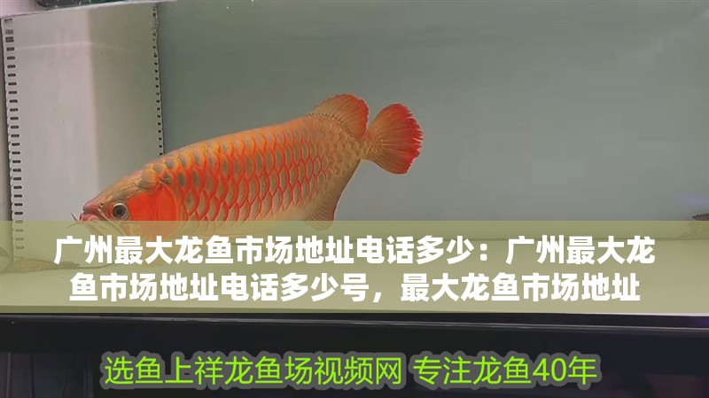 廣州最大龍魚市場地址電話多少：廣州最大龍魚市場地址電話多少號，最大龍魚市場地址