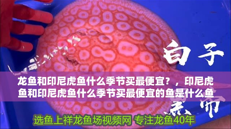 龍魚和印尼虎魚什么季節買最便宜？，印尼虎魚和印尼虎魚什么季節買最便宜的魚是什么魚