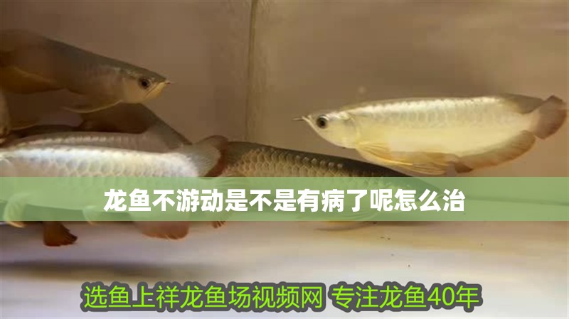 龍魚不游動是不是有病了呢怎么治 龍魚不游動是不是有病了呢怎么治 龍魚百科 第2張