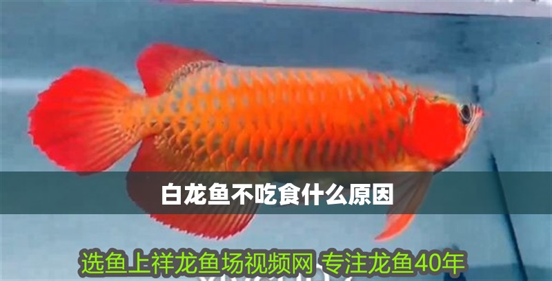 白龍魚不吃食什么原因 白龍魚不吃食什么原因 龍魚百科 第4張