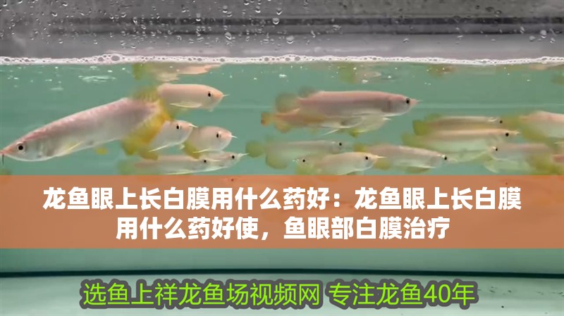 龍魚眼上長白膜用什么藥好：龍魚眼上長白膜用什么藥好使，魚眼部白膜治療