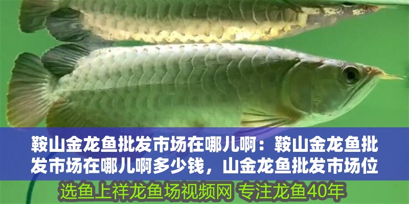 鞍山金龍魚批發(fā)市場在哪兒啊：鞍山金龍魚批發(fā)市場在哪兒啊多少錢，山金龍魚批發(fā)市場位置及價格指南