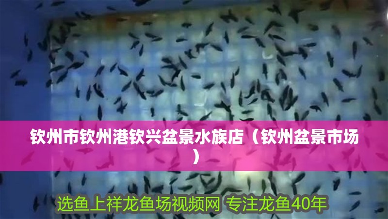 欽州市欽州港欽興盆景水族店（欽州盆景市場）