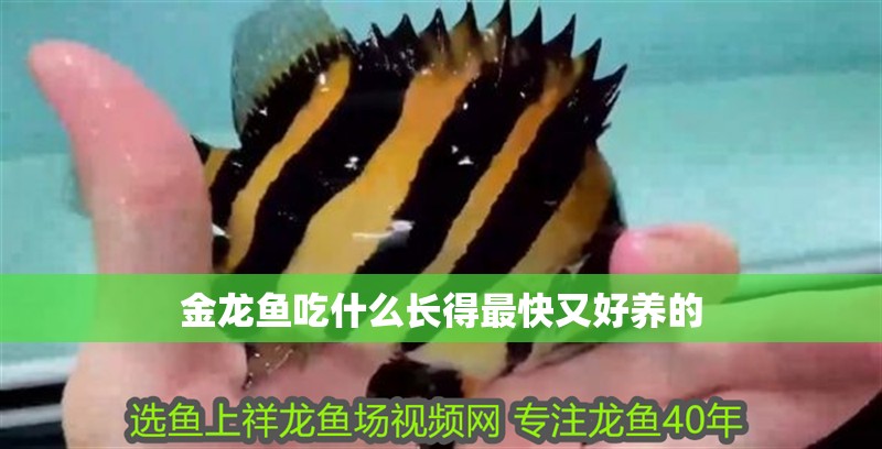 金龍魚吃什么長得最快又好養的