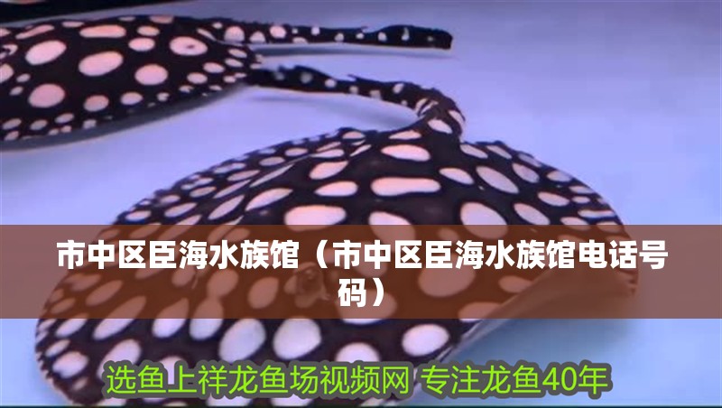 市中區臣海水族館（市中區臣海水族館電話號碼）