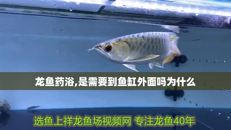 龍魚藥浴,是需要到魚缸外面嗎為什么 龍魚百科 第2張 龍魚藥浴,是需要到魚缸外面嗎為什么 龍魚藥浴,是需要到魚缸外面嗎為什么 龍魚百科 第2張