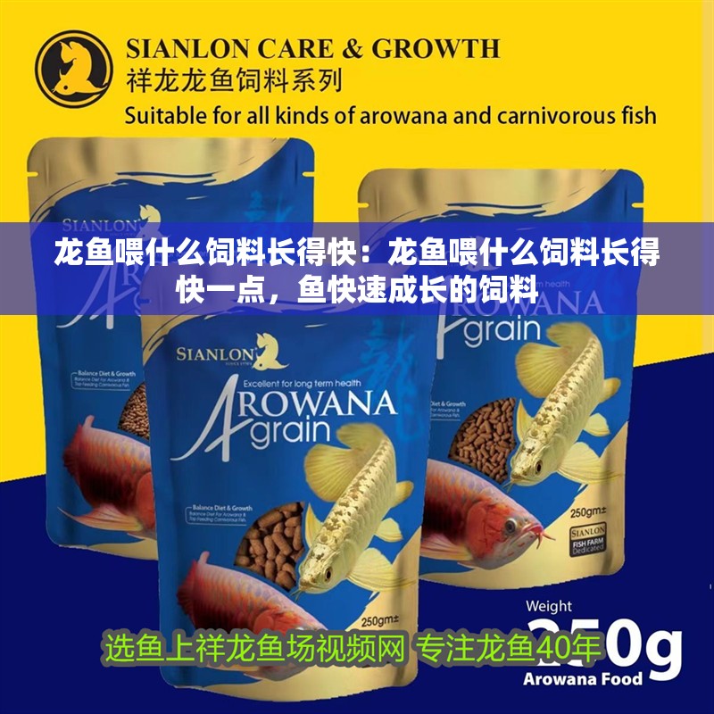 龍魚喂什么飼料長得快：龍魚喂什么飼料長得快一點(diǎn)，魚快速成長的飼料