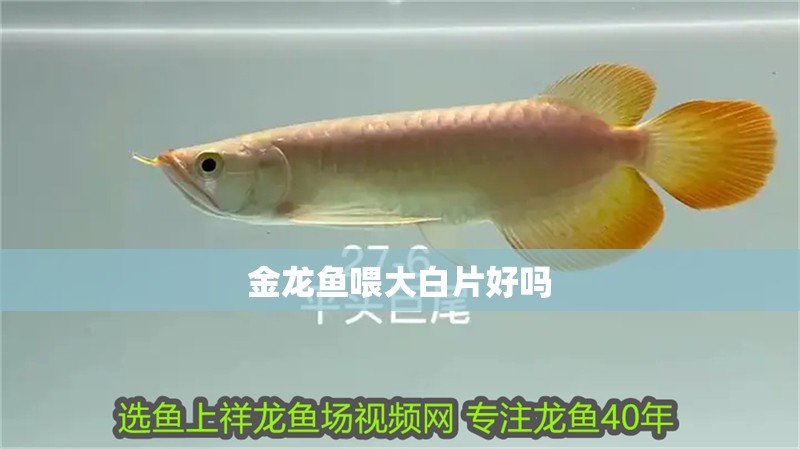 金龍魚喂大白片好嗎