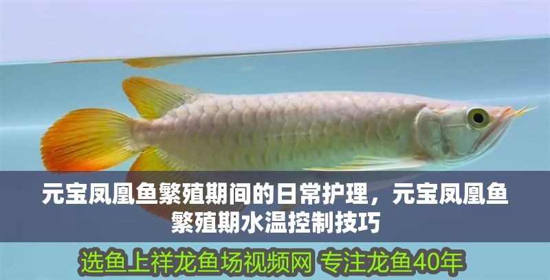 元寶鳳凰魚繁殖期間的日常護理，元寶鳳凰魚繁殖期水溫控制技巧