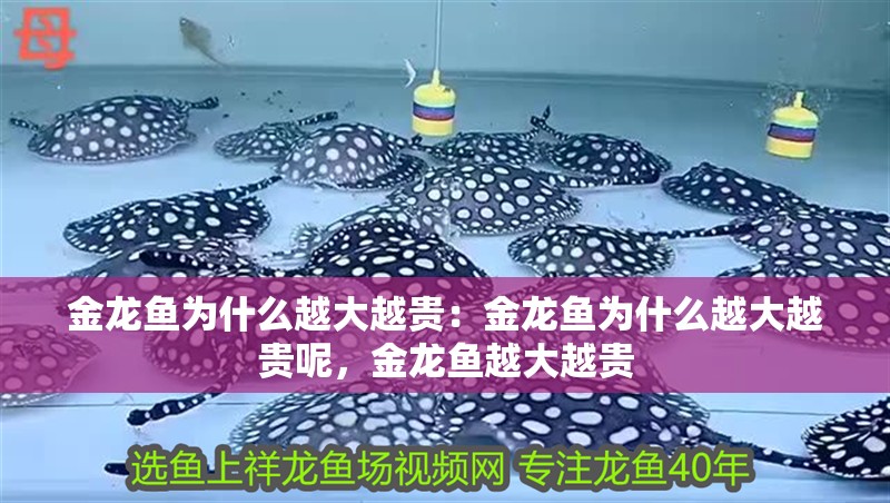 金龍魚(yú)為什么越大越貴：金龍魚(yú)為什么越大越貴呢，金龍魚(yú)越大越貴