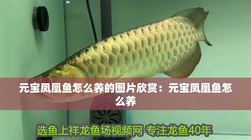 元寶鳳凰魚怎么養的圖片欣賞：元寶鳳凰魚怎么養