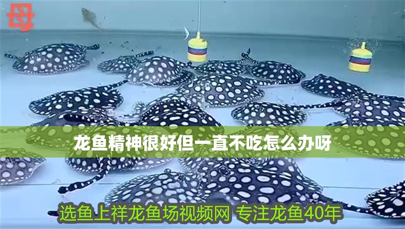 龍魚精神很好但一直不吃怎么辦呀