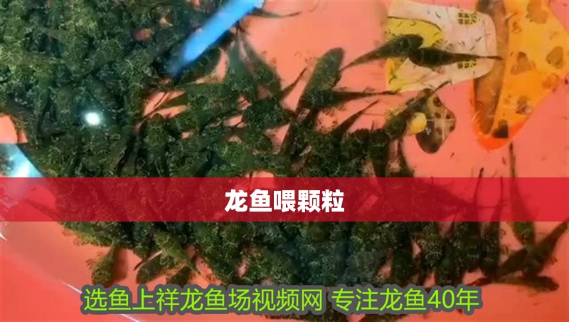 龍魚喂顆粒