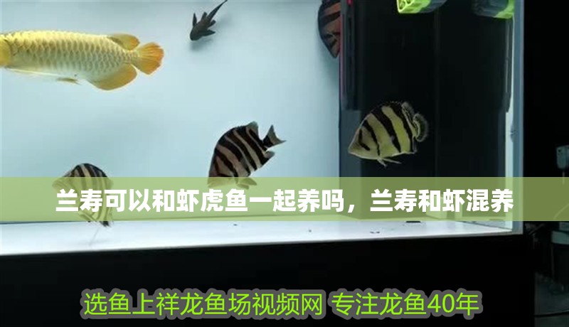 蘭壽可以和蝦虎魚一起養(yǎng)嗎，蘭壽和蝦混養(yǎng)