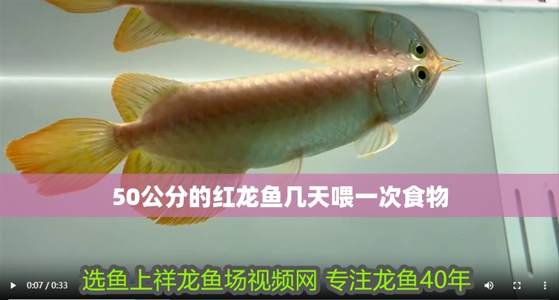 50公分的紅龍魚幾天喂一次食物