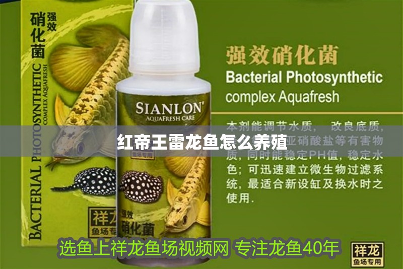 紅帝王雷龍魚怎么養(yǎng)殖