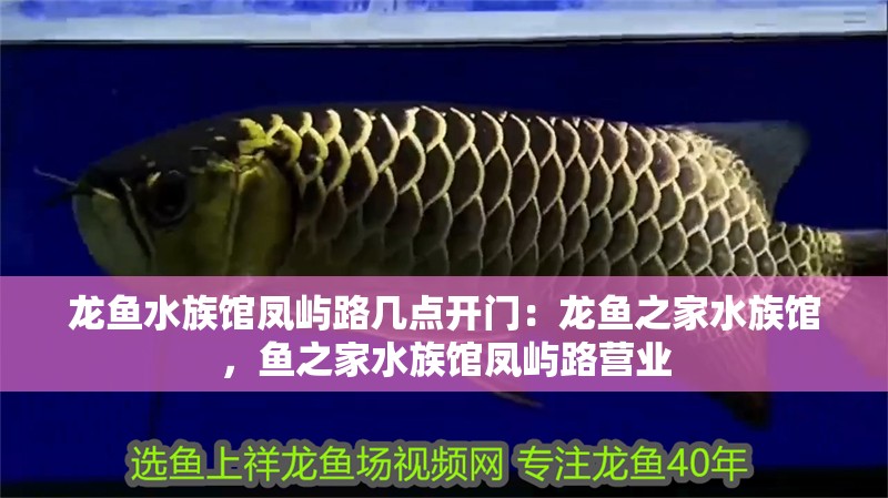 龍魚水族館鳳嶼路幾點開門：龍魚之家水族館，魚之家水族館鳳嶼路營業