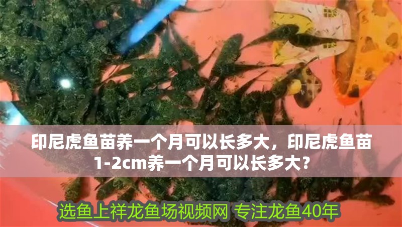 印尼虎魚苗養一個月可以長多大，印尼虎魚苗1-2cm養一個月可以長多大？