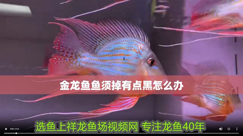 金龍魚魚須掉有點(diǎn)黑怎么辦