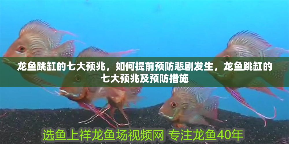 龍魚跳缸的七大預兆，如何提前預防悲劇發生，龍魚跳缸的七大預兆及預防措施