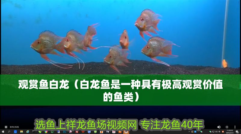 觀賞魚白龍（白龍魚是一種具有極高觀賞價值的魚類）