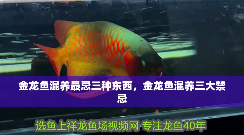 金龍魚(yú)混養(yǎng)最忌三種東西，金龍魚(yú)混養(yǎng)三大禁忌