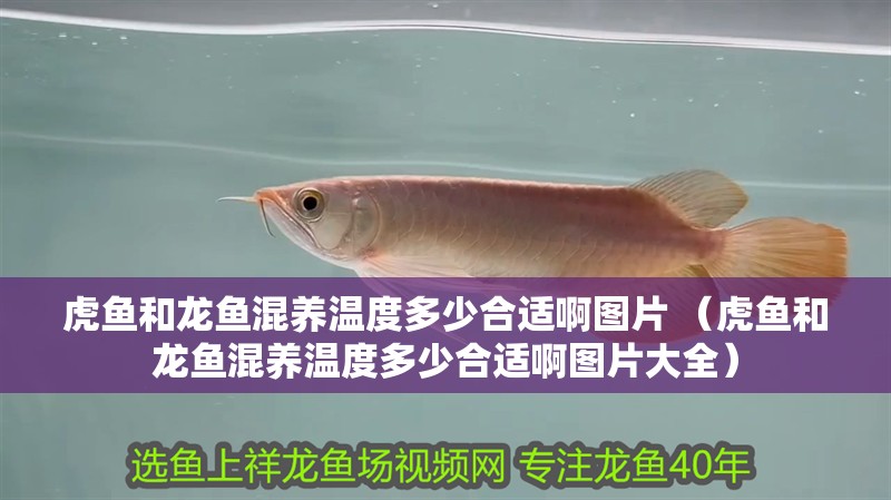 虎魚和龍魚混養溫度多少合適啊圖片 （虎魚和龍魚混養溫度多少合適啊圖片大全）