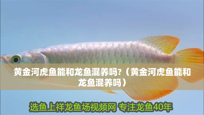 黃金河虎魚能和龍魚混養嗎?（黃金河虎魚能和龍魚混養嗎）