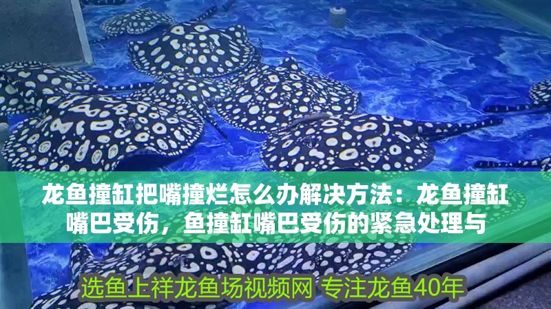 龍魚撞缸把嘴撞爛怎么辦解決方法：龍魚撞缸嘴巴受傷，魚撞缸嘴巴受傷的緊急處理與 龍魚撞缸把嘴撞爛怎么辦解決方法：龍魚撞缸嘴巴受傷，魚撞缸嘴巴受傷的緊急處理與 水族問答
