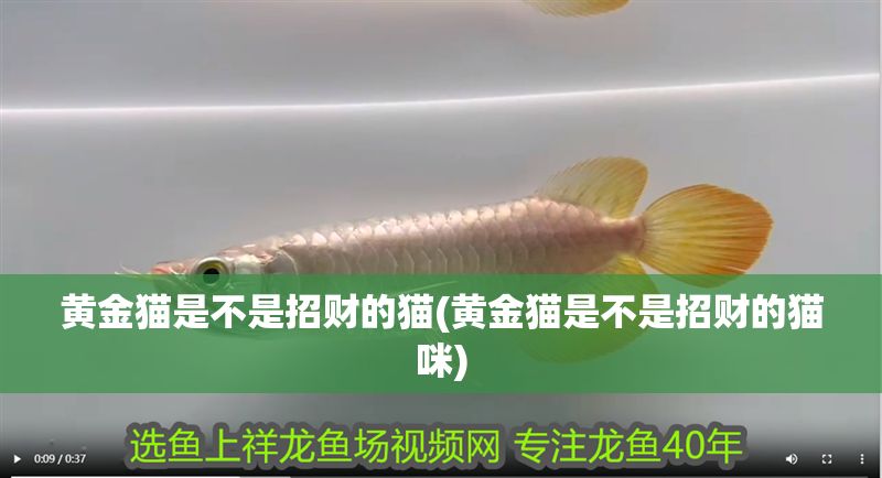 黃金貓是不是招財的貓(黃金貓是不是招財的貓咪)