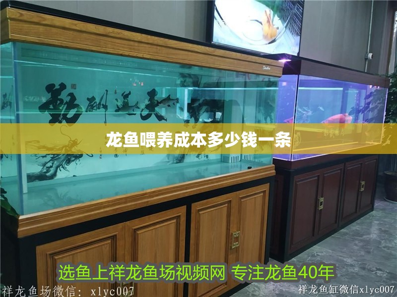 龍魚喂養成本多少錢一條 龍魚百科 第2張 龍魚喂養成本多少錢一條 龍魚喂養成本多少錢一條 龍魚百科 第2張