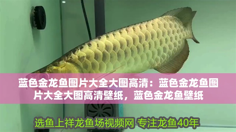 藍色金龍魚圖片大全大圖高清：藍色金龍魚圖片大全大圖高清壁紙，藍色金龍魚壁紙