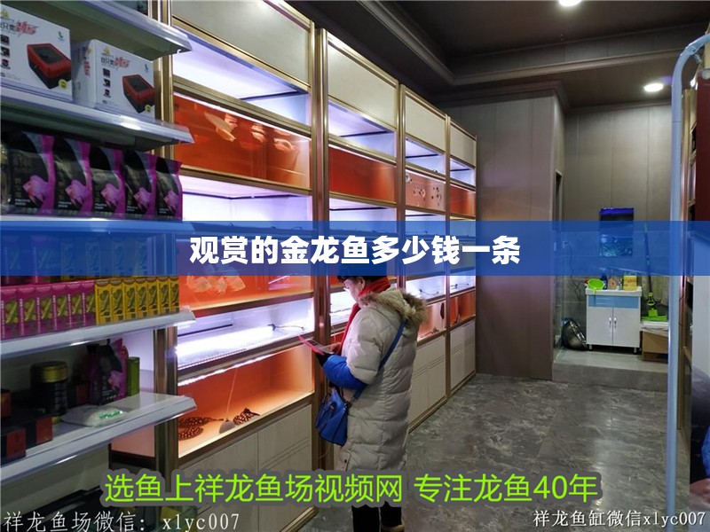 觀賞的金龍魚多少錢一條 觀賞的金龍魚多少錢一條 龍魚百科 第2張