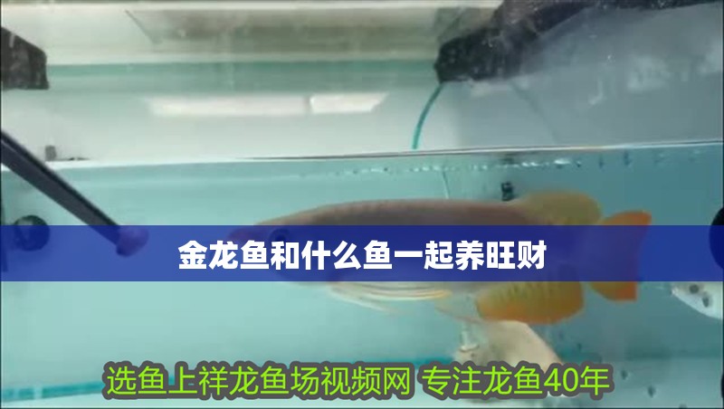 金龍魚和什么魚一起養旺財 金龍魚和什么魚一起養旺財 龍魚百科 第4張