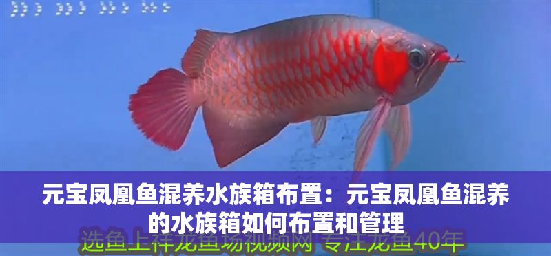 元寶鳳凰魚混養水族箱布置:元寶鳳凰魚混養的水族箱如何布置和管理 元寶鳳凰魚百科 第1張 元寶鳳凰魚混養水族箱布置:元寶鳳凰魚混養的水族箱如何布置和管理 元寶鳳凰魚混養水族箱布置:元寶鳳凰魚混養的水族箱如何布置和管理 元寶鳳凰魚百科 第1張