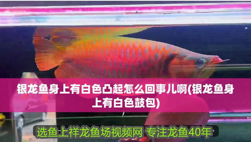 銀龍魚身上有白色凸起怎么回事兒啊(銀龍魚身上有白色鼓包)