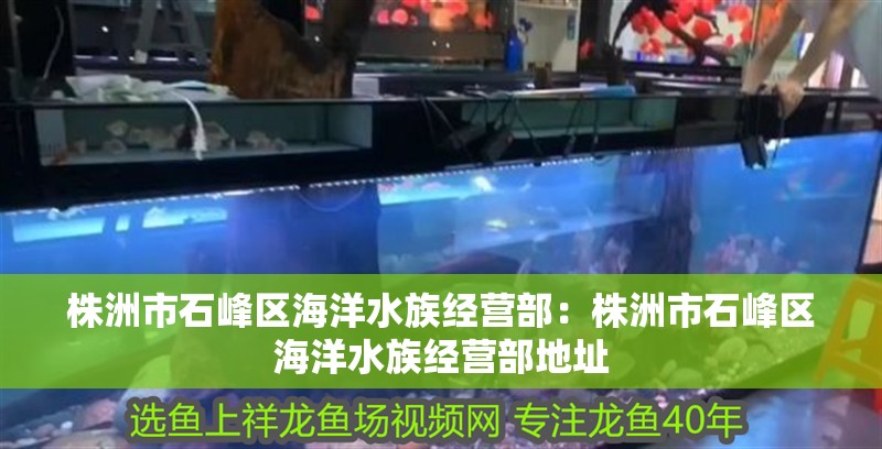 株洲市石峰區(qū)海洋水族經(jīng)營部：株洲市石峰區(qū)海洋水族經(jīng)營部地址