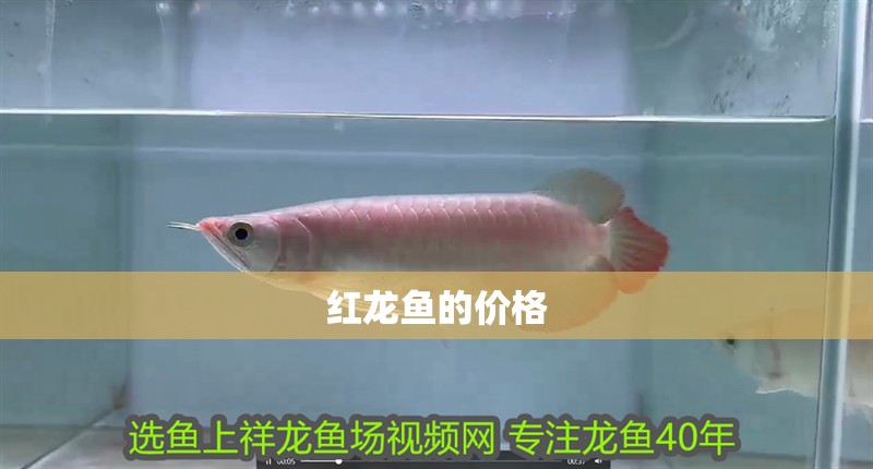 紅龍魚的價(jià)格