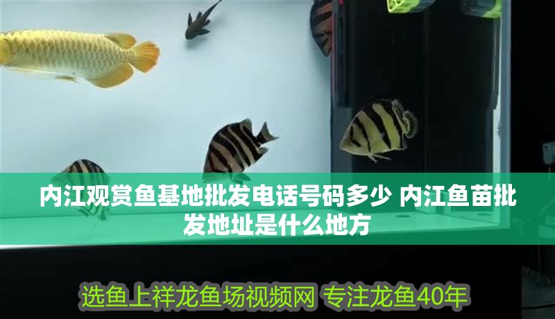 內(nèi)江觀賞魚基地批發(fā)電話號(hào)碼多少 內(nèi)江魚苗批發(fā)地址是什么地方