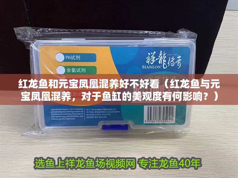 紅龍魚和元寶鳳凰混養(yǎng)好不好看（紅龍魚與元寶鳳凰混養(yǎng)，對于魚缸的美觀度有何影響？）