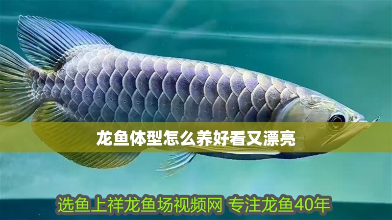 龍魚體型怎么養好看又漂亮