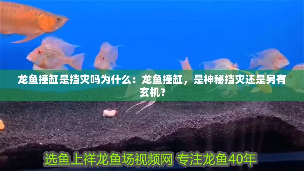 龍魚撞缸是擋災嗎為什么：龍魚撞缸，是神秘擋災還是另有玄機？