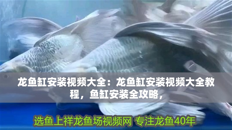 龍魚缸安裝視頻大全：龍魚缸安裝視頻大全教程，魚缸安裝全攻略，