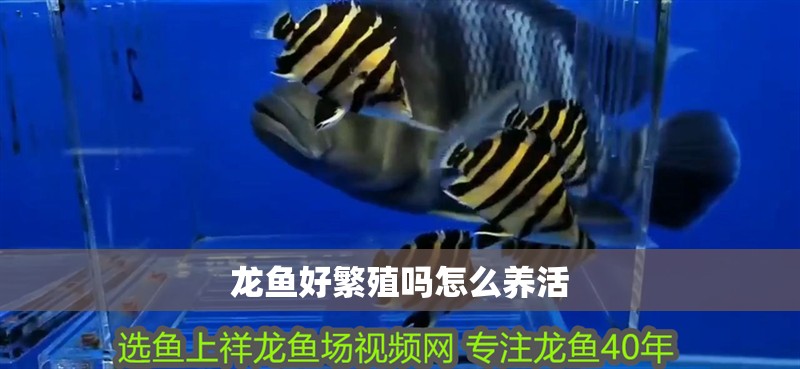 龍魚好繁殖嗎怎么養活