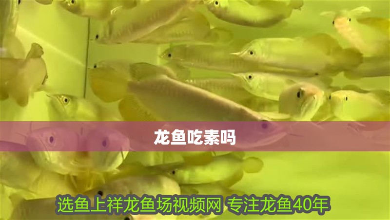 龍魚吃素嗎