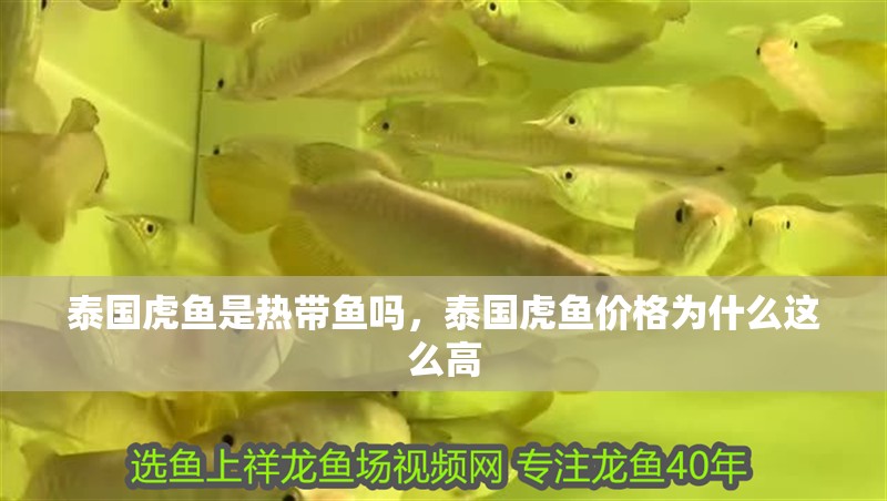 泰國虎魚是熱帶魚嗎，泰國虎魚價格為什么這么高 泰國虎魚是熱帶魚嗎，泰國虎魚價格為什么這么高 虎魚百科