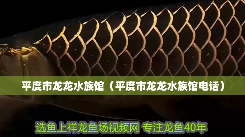 平度市龍龍水族館（平度市龍龍水族館電話）