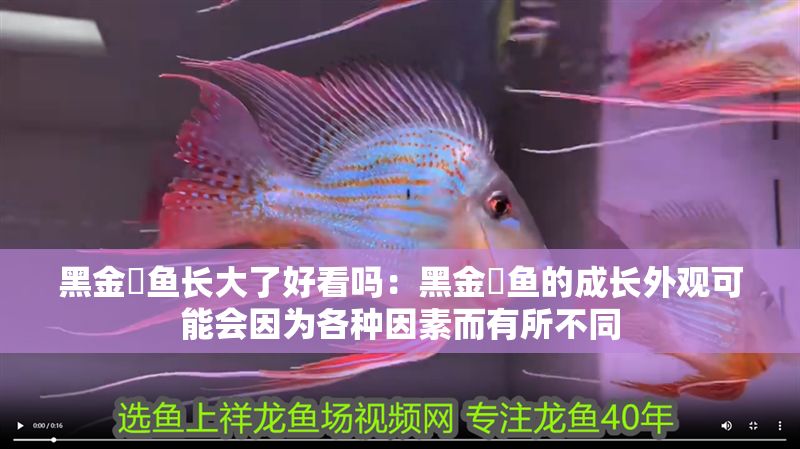 黑金魟魚長大了好看嗎：黑金魟魚的成長外觀可能會因為各種因素而有所不同 黑金魟魚長大了好看嗎：黑金魟魚的成長外觀可能會因為各種因素而有所不同 魟魚百科 第2張