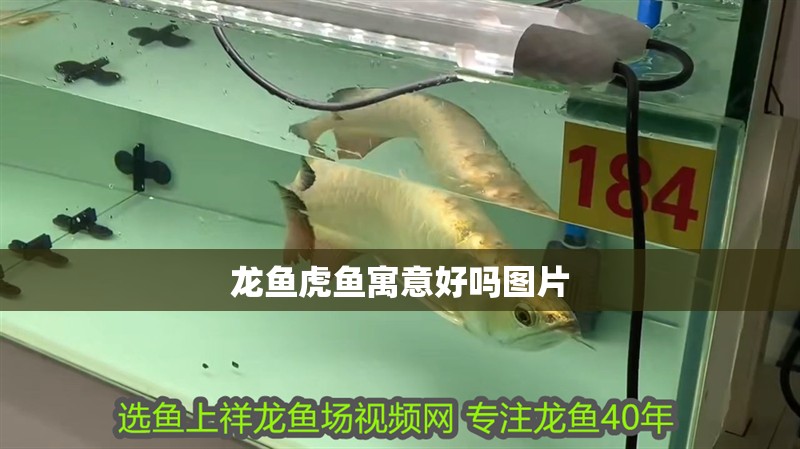 龍魚(yú)虎魚(yú)寓意好嗎圖片